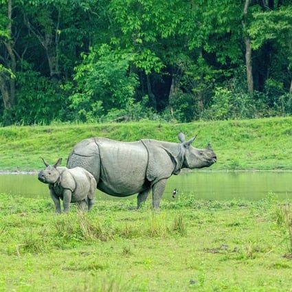 India is home to more rhinos than anywhere else in the world. Photo: Shutterstock