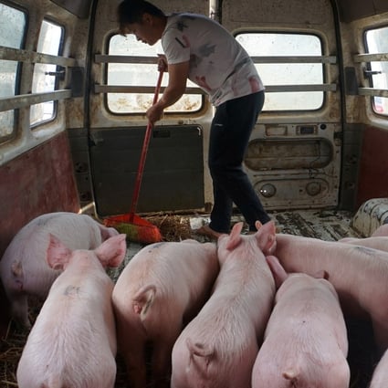 China’s sow herd rose 2.2 per cent in December compared with November, according to the government. Photo: Reuters