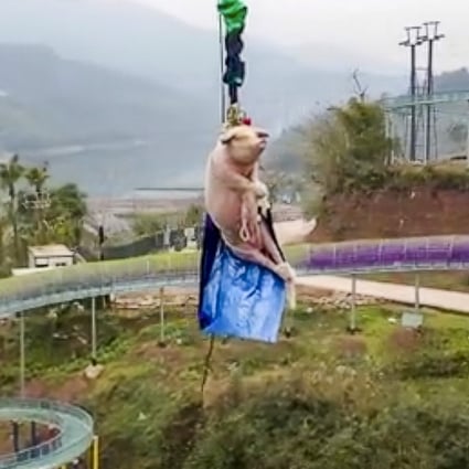 A theme park in southwest China celebrated the opening of its bungee jump by pushing a live pig off a 70-metre platform. Photo: Weibo