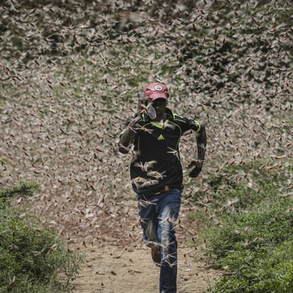 A man runs through a swarm of desert locusts in Kenya. Photo: EPA