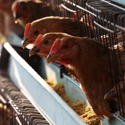 China has reported an outbreak of the deadly H5N1 bird flu in Hunan province. Photo: SCMP