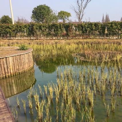 Jiang Fan cooperative is promoting an ancient agriculture method that combines raising rice and fish in the same paddy fields. Photo: Elaine Chan