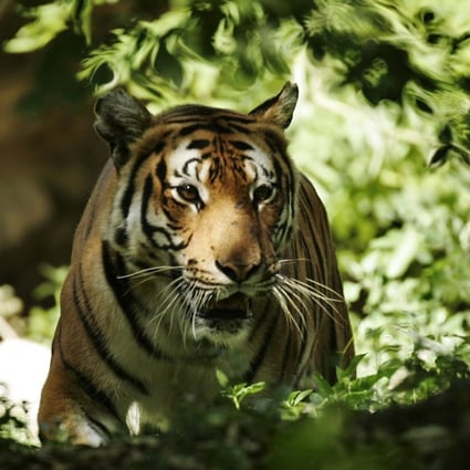 South China tigers have not been sighted in Hong Kong since the 1970s, but author John Saeki has discovered that before this there were more sightings than most people may realise. Photo: Reuters