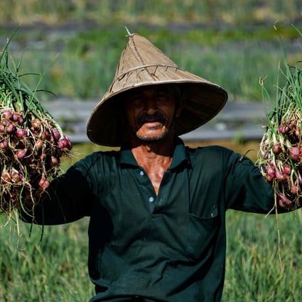 A farmer collects onions during the harvest in Pekan Bada, near Banda Aceh, Indonesia. Photo: AFP
