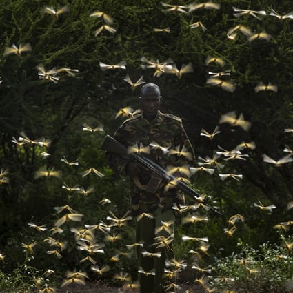 A ranger is surrounded by desert locusts as he and a ground team relay the coordinates of the swarm to a plane spraying pesticides, in Nasuulu Conservancy, northern Kenya. Photo: AP