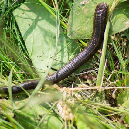Leeches’ stomachs contain DNA from the blood of animals they have fed on. The information can be used to model the population of these animals, and check for population drops that would indicate hunting was going on to supply wild meat markets where the risk of animal-to-human viral infections is high. Photo: Shutterstock