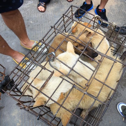 The Chinese dog meat trade has long proved controversial. Photo: AFP