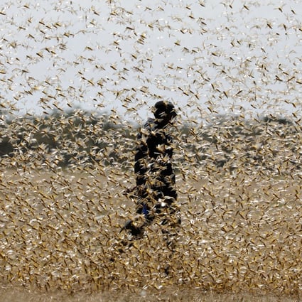 Locusts have ravaged crops in Pakistan, India and East Africa – and now Beijing is sensing a threat to China. Photo: Reuters