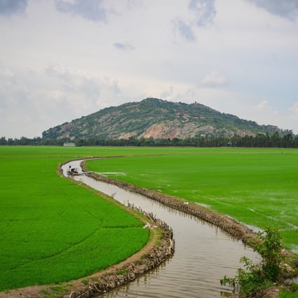 Rice fields in the Mekong Delta of Southern Vietnam. Photo: Shutterstock