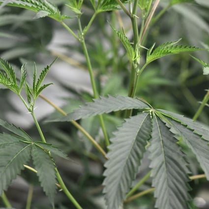 Efforts to legalise medical marijuana in Indonesia have gained ground in recent years, even though the government remains resistant to the idea. Photo: AFP