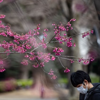 A man wearing a face mask amid fears over the spread of the coronavirus walks past cherry blossom trees at Ueno park in Tokyo earlier hits month. Photo: AFP