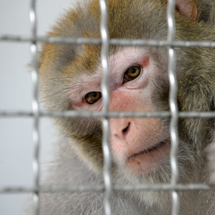 Rhesus monkeys were infected with Covid-19 as part of the experiment. Photo: AFP/ Getty Images