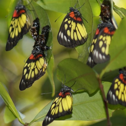 Red-base jezebel butterflies photographed in Hong Kong. Photo: Green Power