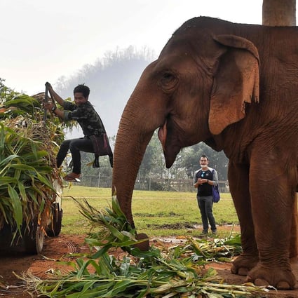 Elephants rescued from the tourism and logging trade are fed at the Elephant Nature Park in Chiang Mai, Thailand. The coronavirus outbreak has hit the country’s tourism sector, with about 90 per cent of elephant camps in the province closed as business drops, leading to fears about how to feed the animals. Photo: AFP