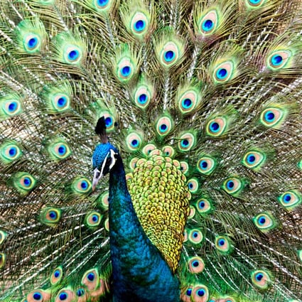 Download World Watches China Conservation Battle As Rare Green Peacock Wins First Round South China Morning Post