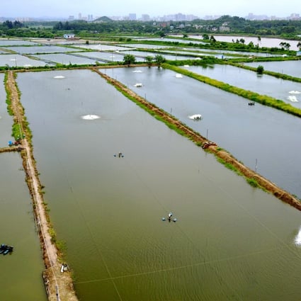 A quarter of the shrimp farms in Guangdong province have been infected with a deadly new disease Div1, local farmers say. Photo: Xinhua