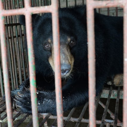 A captive Asian black bear pictured at a bile farm in Vietnam. Photo: AFP