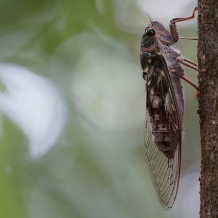 The first Meimuna opalifera cicadas were reported in central Japan as far back as 2011. Photo: Shutterstock