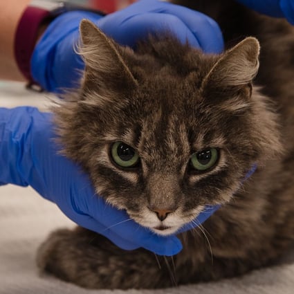 Coronavirus Two Cats In New York Become First Us Pets To Test Positive South China Morning Post Coronavirus Two Cats In New York Become First Us Pets To Test Positive South China Morning Post