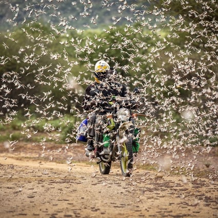 A motorcyclist rides through a swarm of desert locusts in Kipsing, Kenya, on March 31. Photo: FAO via AP