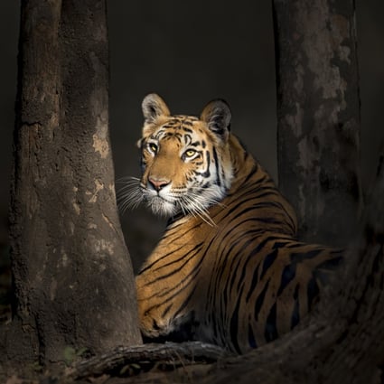 A Bengal tiger in the woods in Bandhavgarh National Park, India. The species is one of the contenders for a “New Big 5” list of iconic animals. Photo: Thomas Vijayan