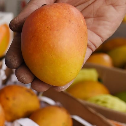 The Alphonso mango enjoys cult status among the country’s mango aficionados. Photo: AFP