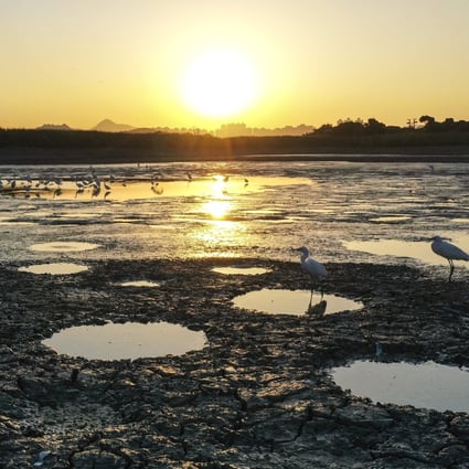 Migratory birds stop over on dried land and fish ponds in Tai Sang Wai, near the Mai Po nature reserve in Yuen Long. Photo: Winson Wong