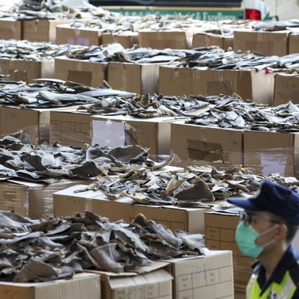 Hong Kong’s Customs and Excise Department displays about 13 tonnes of dried shark fins seized from a pair of shipments from Ecuador. Nearly 90 per cent are believed taken from endangered species. Photo: Nora Tam