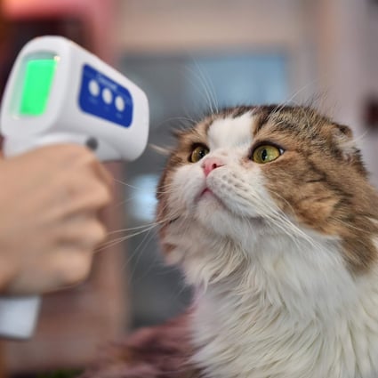 Preliminary studies had suggested cats were the most susceptible species. Photo: AFP