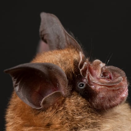 Chinese horseshoe bats are found in China, India, Nepal and Vietnam, among other countries. Photo: Guangdong Entomological Institute