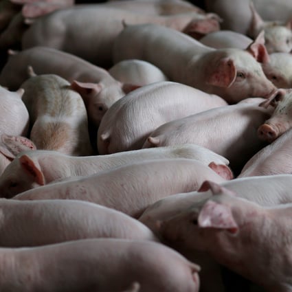 China Vanke, the nation’s third-largest home builder, is poised to make an unlikely move into pig farming. Photo: Reuters