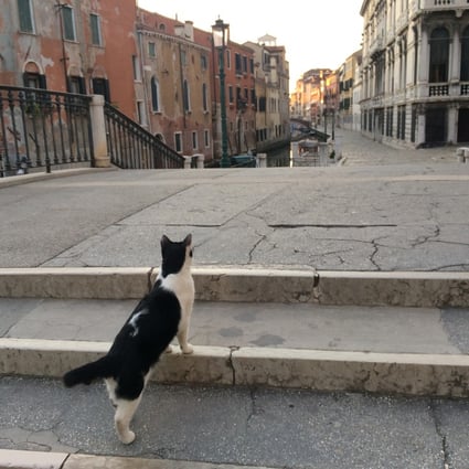 A lone cat at the Fondamenta Ormesini, in Venice, Italy. Photo: John Brunton