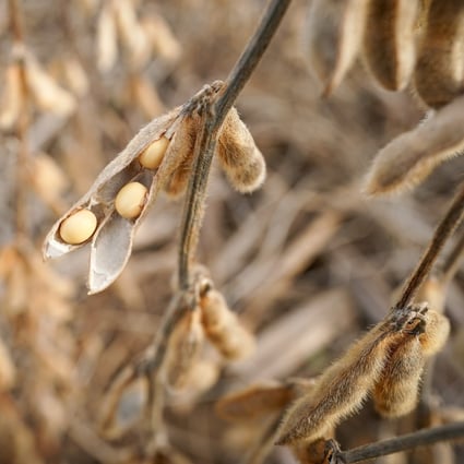 Soybeans are used to make animal feed and edible oil in China. Photo: Reuters