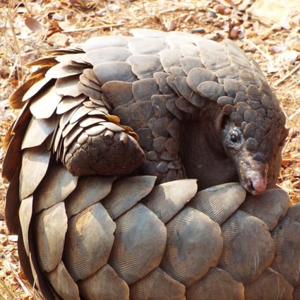 Pangolin Trade Highlights Loopholes In Rules To Prevent Spread Of Animal Viruses South China Morning Post