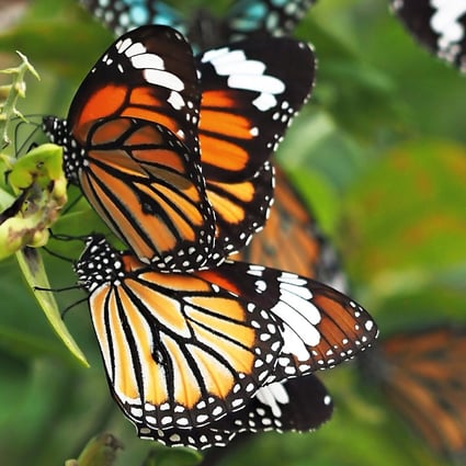 Hong Kong butterfly bonanza, from intersex ones with wings ...