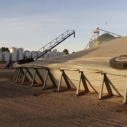 China has slapped anti-dumping duties on Australian barley as diplomatic tensions escalate between the two nations. Photo: Bloomberg