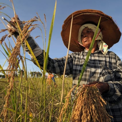 A Thai farmer harvests rice in a field. File photo: AFP