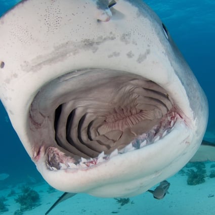 It is now believed that tiger sharks like this one were responsible for Hong Kong’s last three shark deaths, recorded between May 31 and June 13, 1995, in attacks that likely involved a pair of the creatures. Photo: Shutterstock