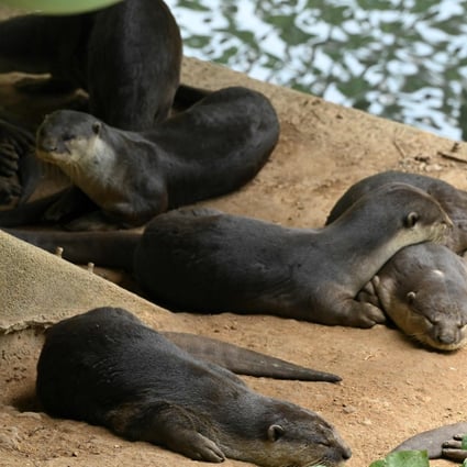 Smooth-coated otters rest along a canal in Singapore. Photo: AFP