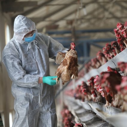 A quarantine researcher checks a chicken at a farm in Xiangyang, Hubei province, China in 2017. Photo: Reuters