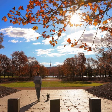 A woman walks her dog on an autumn day in Canberra. The coronavirus outbreak in Australia developed amid lower humidity and relatively stable temperatures. Photo: Xinhua