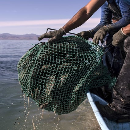 Customs officers belive the fish were caught in the Gulf of California off the coast of Mexico. Photo: AFP