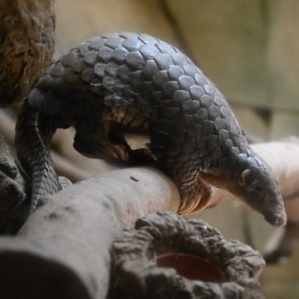 Beijing banned imports of pangolins and their by-products in 2018, but they continue to be smuggled into the country. Photo: AFP
