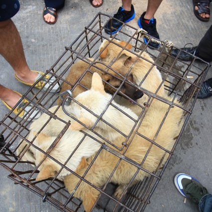 Caged dogs at a market in Yulin, in China's Guangxi region. Photo: AFP