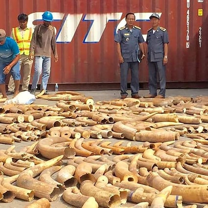 Cambodian Customs and Excise Officials examine ivory seized from a shipping container at the Phnom Penh port in December 2018. Photo: AFP