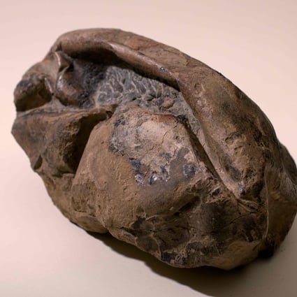 The egg, found in Antarctica, was laid some 68 million years ago. Photo: Chilean National Museum of Natural History / AFP