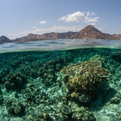 Coral islands may not be as threatened by rising sea levels as previously thought. A study shows that coral islands rise as waves deposit sand on land. Photo: Getty Images