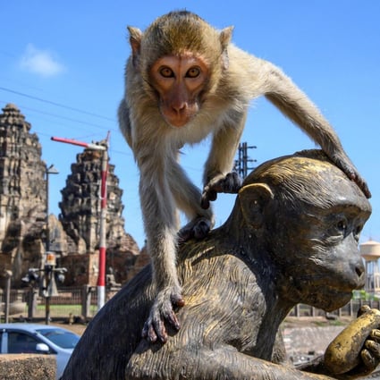 A longtail macaque climbs on a monkey statue in front of the Prang Sam Yod Buddhist temple in the town of Lopburi earlier this month. Photo: AFP