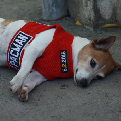 Manny Pacquiao S Beloved Pet Dog Pacman Dies In Freak Car Accident South China Morning Post