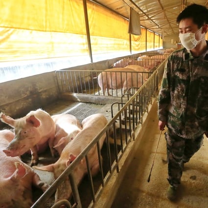 Industrial pig farming was identified as a risk factor. Photo: EPA-EFE